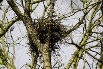 Inhabited nest of Common buzzard (Buteo buteo) Accipitridae family. Hanover - Burg, Germany. April...