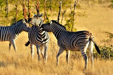 The plains zebra, resp. Burchell's zebra (Equus quagga burchellii) observed in Etosha National Park...