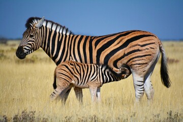 Fototapeta na wymiar Zebra - mother with a foal in Etosha National Park (Kunene region, northwestern Namibia)