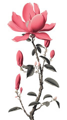 Obraz premium PNG Vintage magnolia blossom drawing flower.