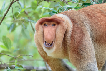 The proboscis monkey (Nasalis larvatus) or long-nosed monkey is a reddish-brown arboreal Old World...