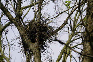 Inhabited nest of Common buzzard (Buteo buteo) Accipitridae family. Hanover - Burg, Germany. April...