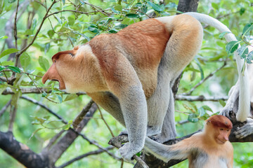The proboscis monkey (Nasalis larvatus) or long-nosed monkey is a reddish-brown arboreal Old World monkey with an unusually large nose. It is endemic to the southeast Asian island of Borneo.