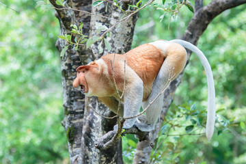 Obraz premium The proboscis monkey (Nasalis larvatus) or long-nosed monkey is a reddish-brown arboreal Old World monkey with an unusually large nose. It is endemic to the southeast Asian island of Borneo.