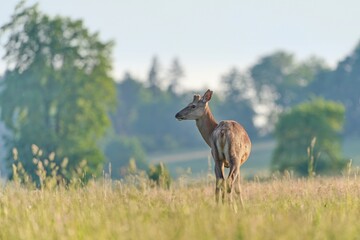 A young european red deer stands on the horizon. Cervus elaphus. Wildlife scene with a young stag. 