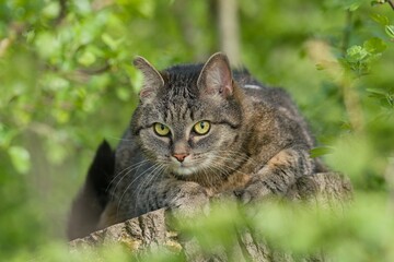 A beautiful tabby cat lurks on a tree stump. Close up portrait of a european cat. 