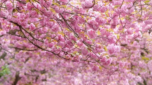closeup of flowering cherry tree blossom in spring, pink elegance in slow motion wind, hanami festival nature background