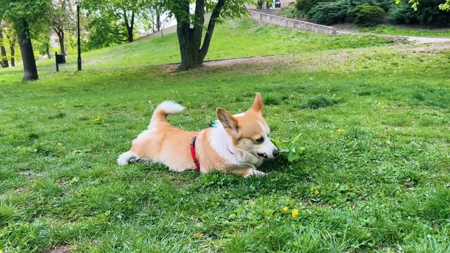 The corgi dog brought himself an oak branch with leaves and lay down to chew on a stick in a green summer park