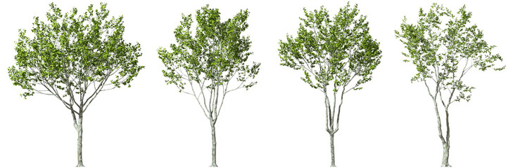 Trees form outdoor collections decorate landscape on transparent backgrounds 3d render png - obrazy, fototapety, plakaty
