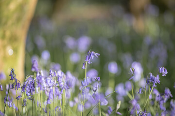 Bluebells growing in ancient woodland in Sussex, with a shallow depth of field