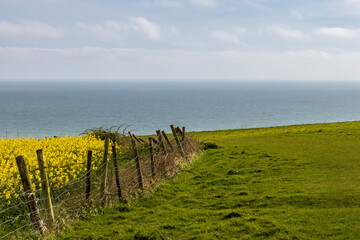Canola crops growing in Sussex with the ocean behind