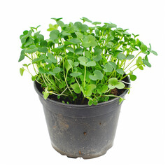 a potted plant with green leaves