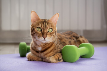 Domestic cat on a fitness mat with dumbbells.