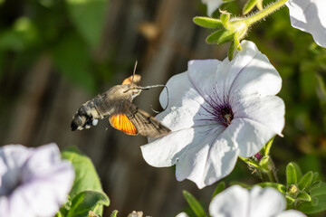Macro photo of a king moth drinking nectar from a flower