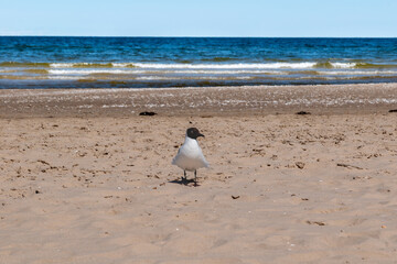 Seagull on the Polish Baltic Sea
