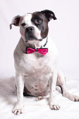 A fashionable black and white dog in a hat with glasses and a top hat. Advertising of pet supplies, a pet