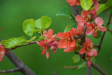 Blooming tree in the spring garden. Close-up of pink flowers on a tree. Spring time in April.
