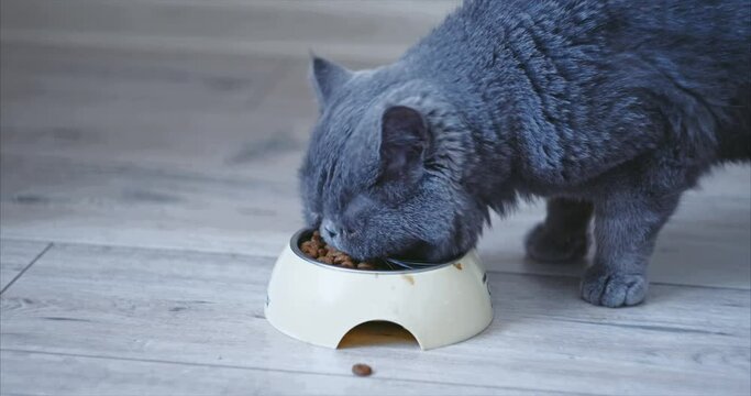 Smooth-haired cat with brown eyes, blue color, eats food