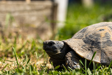 The Greek tortoise, also known as the spur-thighed tortoise, is a small to medium-sized reptile characterized by its domed shell and distinctive spurs on its hind legs.