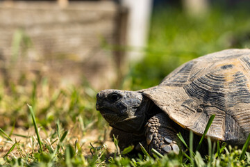 The Greek tortoise, also known as the spur-thighed tortoise, is a small to medium-sized reptile...