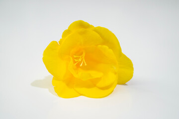 Narciso doble goden amarillo