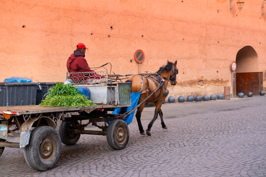 Marrakech locals people navigate city's labyrinthine streets in traditional horse-drawn cart, transportation of vegetables, Enduring Charm, Marrakech, Morocco