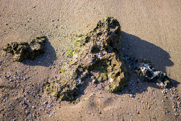 Coral Rocks with Seaweed on a Sand Beach at Low Tide.