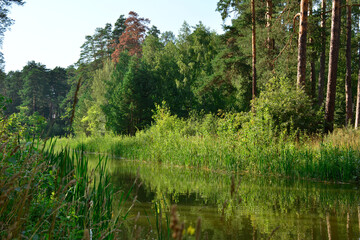 Obraz premium a spruce forest with a reflection of trees and a forest in the water 