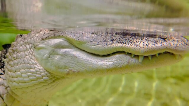 American alligator teeth or jaws 
