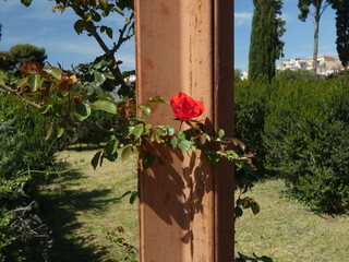 Stahlbalken umwickelt von Rosenzweig mit einer zarten hellroten Blume vor mediterraner Landschaft...