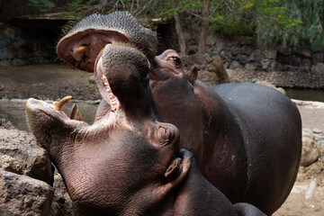 Two hippos are fighting over a rock. One of them has its mouth open. Scene is aggressive and intense