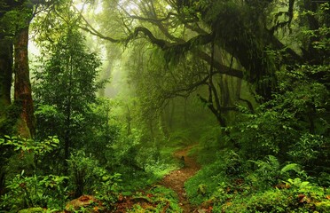 Floresta densa escura  em meio de uma trilha linda 