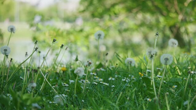 Close-up slow-motion panning footage over a sunny grassy meadow at Jarun Lake, Zagreb, Croatia		