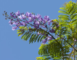 Flowers of blue jacaranda, Jacaranda mimosifolia
