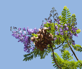 Flowers of blue jacaranda, Jacaranda mimosifolia