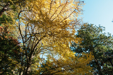 Fototapeta premium beautiful autumn day, yellow color gingko in forest, Falling autumn leaves in sunshine day. background, template and wallpaper for season change and vibrant colorful foliage concept