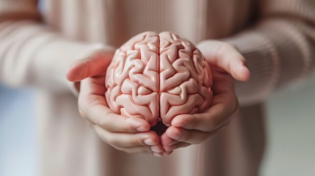 Human Brain Model in Hands, Educational Neuroscience Theme