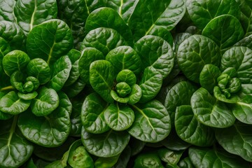 Fototapeta premium Spinach in indoor studio, vibrant greenery captured in detail