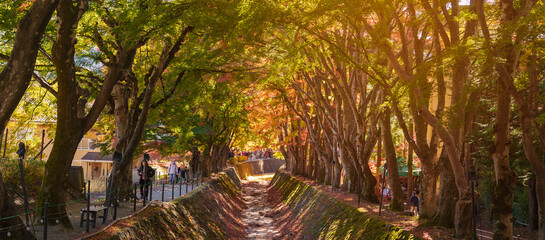 view at Momiji Kairo in Autumn season, happy Traveler travel Maple Corridor at lake Kawaguchi, Yamanashi, Japan. Landmark for tourists attraction. Japan Travel, Destination, Vacation