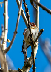 European Goldfinch (Carduelis carduelis) - Found across Europe, Asia & North Africa