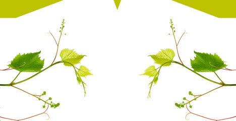 Grapevine with green leaves isolated on white. There is free space for text. Collage. Wide photo. - 787276369