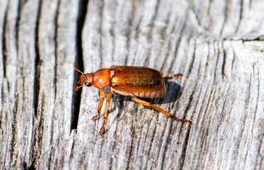 beetle on wood