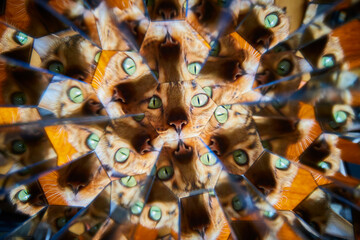 Kaleidoscopic Cat Mandala with Vivid Green Eyes