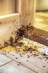 A villager's nightmare. Tree ants breed in the house and undermine wooden walls and floors. Swarming of breeding ants, winged females