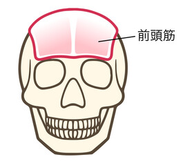前頭筋