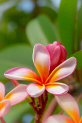 Obraz premium Beautiful frangipani flowers in the morning in Bedugul Bali