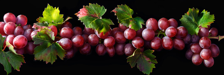 Vibrant red grapes on vine with green leaves, black background, isolated.