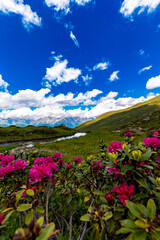 Alpine Elegance: Pink Alpine Roses in the Foreground with Mountain Stream (Austria)