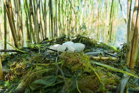 Bird's Nest Guide. Nidology. Slavonian grebe (Podiceps auritus) floating nest in reed beds of southern eutrophic lake with abundance of common reed (Phragmites australis)