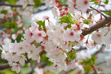 春に訪れる満開の桜の花